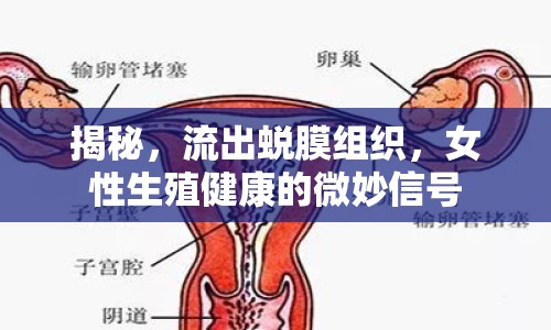 揭秘，流出蛻膜組織，女性生殖健康的微妙信號