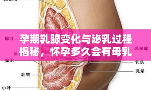 孕期乳腺變化與泌乳過程揭秘，懷孕多久會有母乳流出？