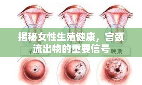 揭秘女性生殖健康，宮頸流出物的重要信號(hào)