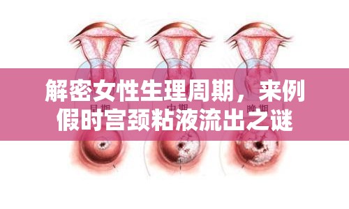 解密女性生理周期，來例假時宮頸粘液流出之謎