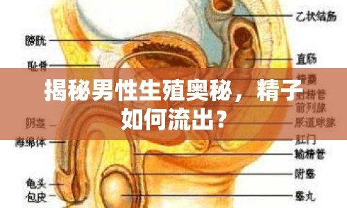 揭秘男性生殖奧秘，精子如何流出？