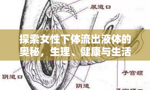 探索女性下體流出液體的奧秘，生理、健康與生活的關(guān)聯(lián)