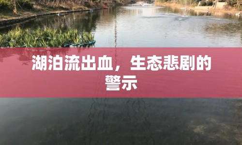 湖泊流出血，生態(tài)悲劇的警示