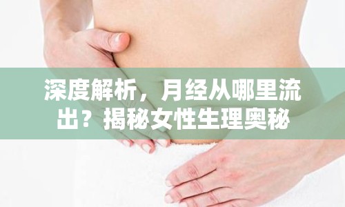 深度解析，月經(jīng)從哪里流出？揭秘女性生理奧秘