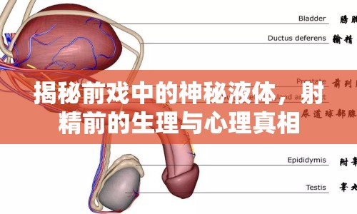 揭秘前戲中的神秘液體，射精前的生理與心理真相