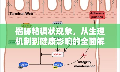 揭秘粘稠狀現(xiàn)象，從生理機制到健康影響的全面解析