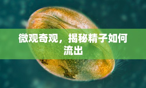 微觀奇觀，揭秘精子如何流出