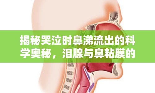 揭秘哭泣時(shí)鼻涕流出的科學(xué)奧秘，淚腺與鼻粘膜的奇妙共鳴