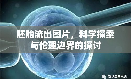 胚胎流出圖片，科學探索與倫理邊界的探討