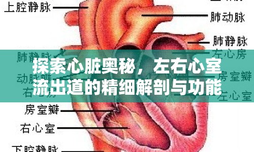 探索心臟奧秘，左右心室流出道的精細(xì)解剖與功能解析