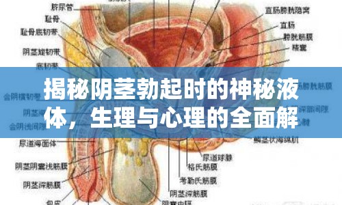 揭秘陰莖勃起時的神秘液體，生理與心理的全面解析