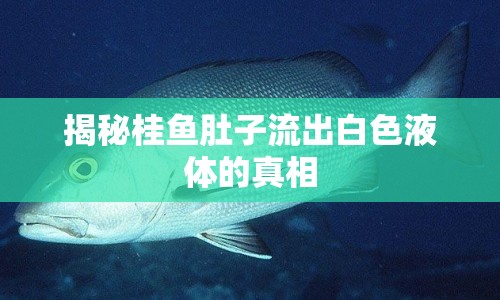 揭秘桂魚(yú)肚子流出白色液體的真相