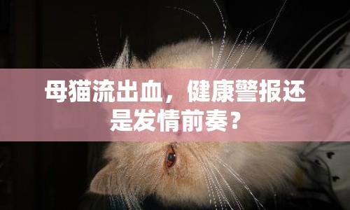 母貓流出血，健康警報(bào)還是發(fā)情前奏？