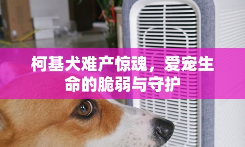 柯基犬難產(chǎn)驚魂，愛寵生命的脆弱與守護(hù)