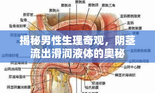 揭秘男性生理奇觀，陰莖流出滑潤(rùn)液體的奧秘