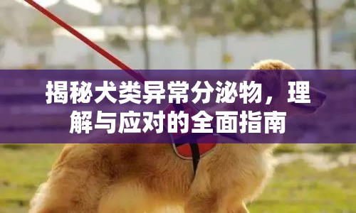 揭秘犬類異常分泌物，理解與應(yīng)對的全面指南