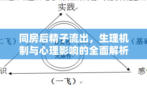 同房后精子流出，生理機(jī)制與心理影響的全面解析