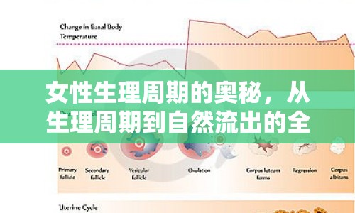 女性生理周期的奧秘，從生理周期到自然流出的全面解析