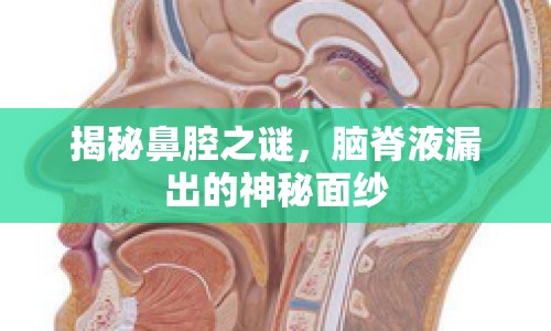 揭秘鼻腔之謎，腦脊液漏出的神秘面紗