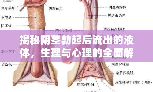 揭秘陰莖勃起后流出的液體，生理與心理的全面解析