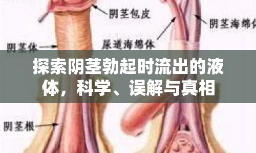 探索陰莖勃起時流出的液體，科學(xué)、誤解與真相