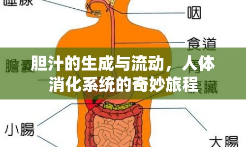 膽汁的生成與流動，人體消化系統(tǒng)的奇妙旅程