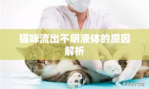 貓咪流出不明液體的原因解析