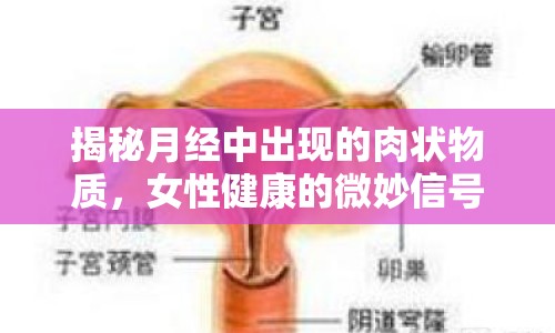 揭秘月經(jīng)中出現(xiàn)的肉狀物質(zhì)，女性健康的微妙信號(hào)