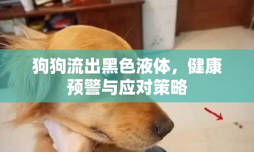 狗狗流出黑色液體，健康預警與應(yīng)對策略