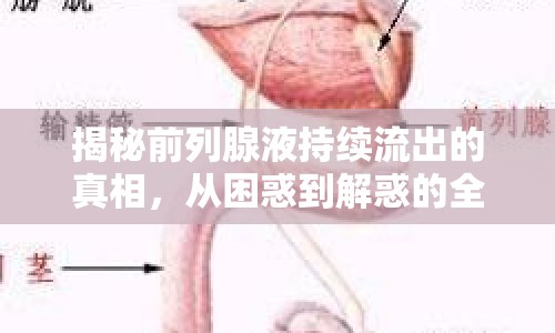 揭秘前列腺液持續(xù)流出的真相，從困惑到解惑的全面指南