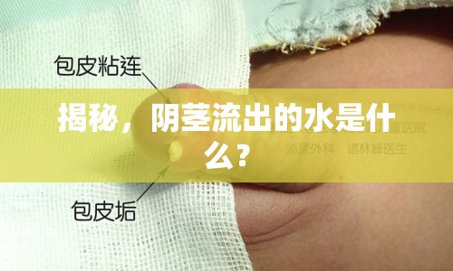 揭秘，陰莖流出的水是什么？