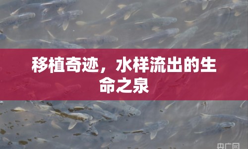 移植奇跡，水樣流出的生命之泉