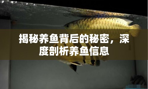 揭秘養(yǎng)魚背后的秘密，深度剖析養(yǎng)魚信息