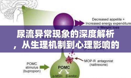 尿流異?，F(xiàn)象的深度解析，從生理機(jī)制到心理影響的全面探討