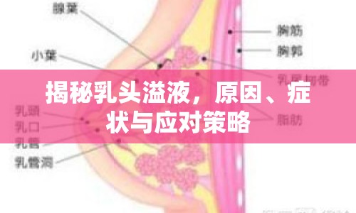 揭秘乳頭溢液，原因、癥狀與應(yīng)對(duì)策略