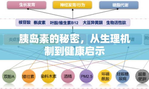 胰島素的秘密，從生理機制到健康啟示