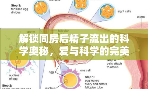 解鎖同房后精子流出的科學奧秘，愛與科學的完美融合