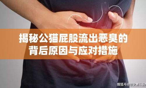 揭秘公貓屁股流出惡臭的背后原因與應(yīng)對(duì)措施