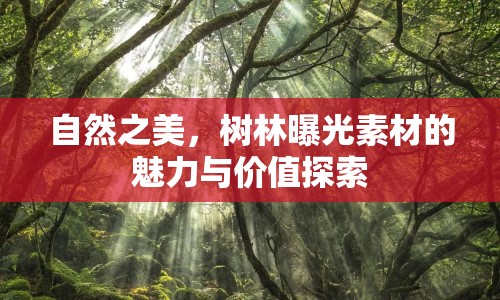 自然之美，樹林曝光素材的魅力與價(jià)值探索