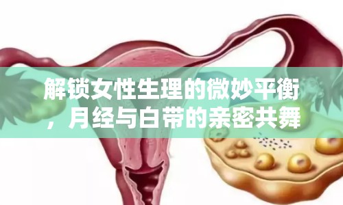 解鎖女性生理的微妙平衡，月經(jīng)與白帶的親密共舞