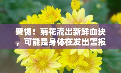 警惕！菊花流出新鮮血塊，可能是身體在發(fā)出警報(bào)