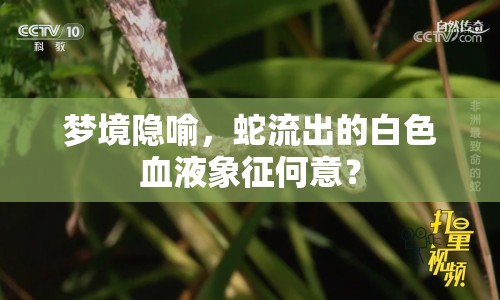 夢境隱喻，蛇流出的白色血液象征何意？