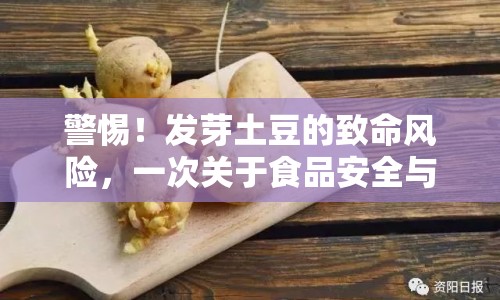 警惕！發(fā)芽土豆的致命風(fēng)險，一次關(guān)于食品安全與健康的深度曝光