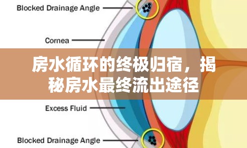 房水循環(huán)的終極歸宿，揭秘房水最終流出途徑