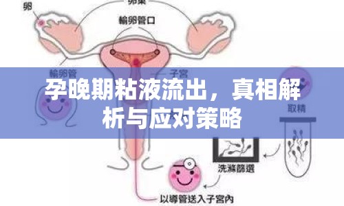 孕晚期粘液流出，真相解析與應對策略