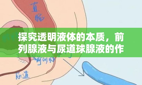 探究透明液體的本質(zhì)，前列腺液與尿道球腺液的作用與關(guān)系