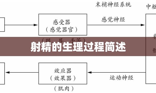 射精的生理過(guò)程簡(jiǎn)述