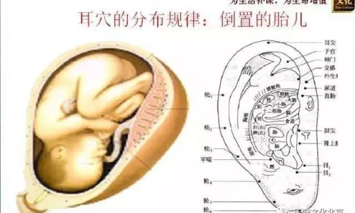 耳朵流出粘液的原因深度解析，耳朵健康與粘液分泌機(jī)制探究