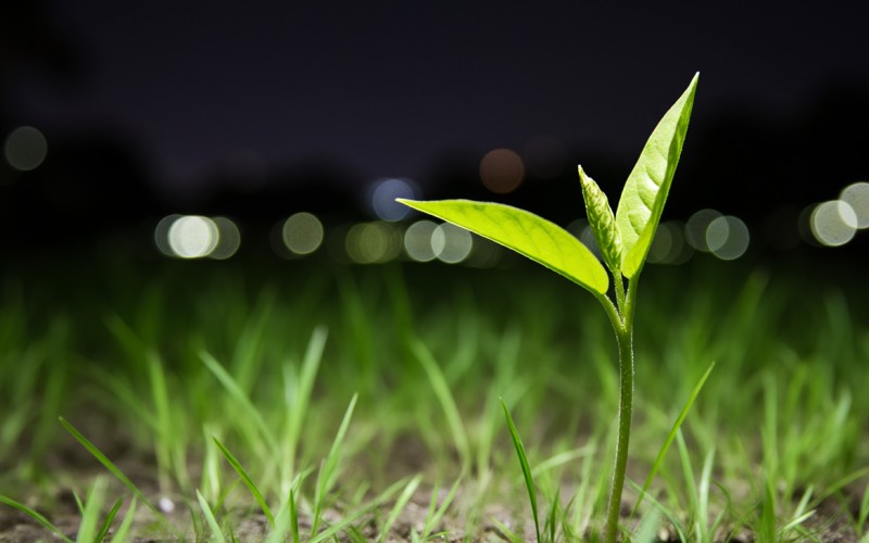 嫩草在線深夜福利:深夜綠意，探索網絡成人內容平臺的邊界與影響