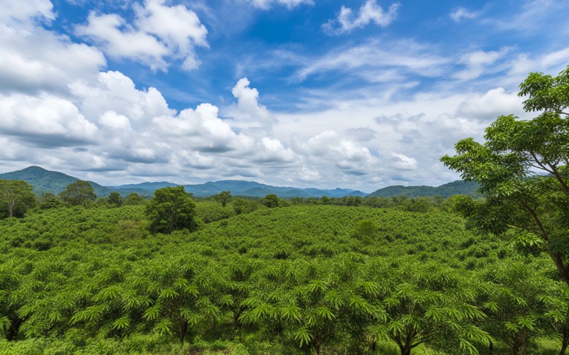 泰國橡膠，全球供應(yīng)鏈的綠色脈動——最新市場動態(tài)與未來展望